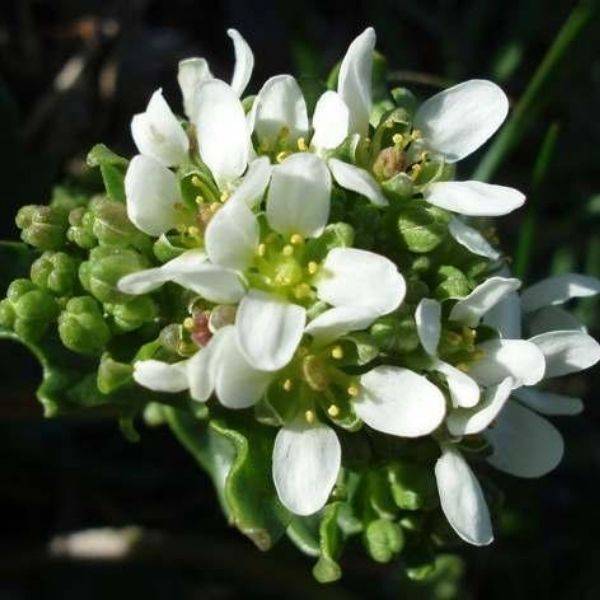 Scurvygrass